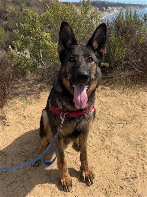 ROXY - German Shepherd Dog available for adoption