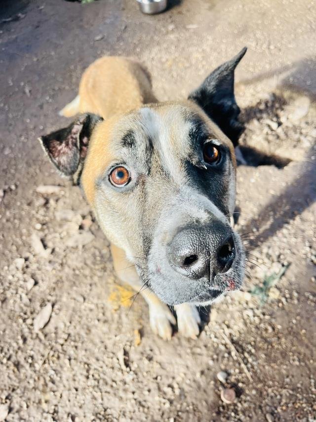 TEX - Rhodesian Ridgeback available for adoption