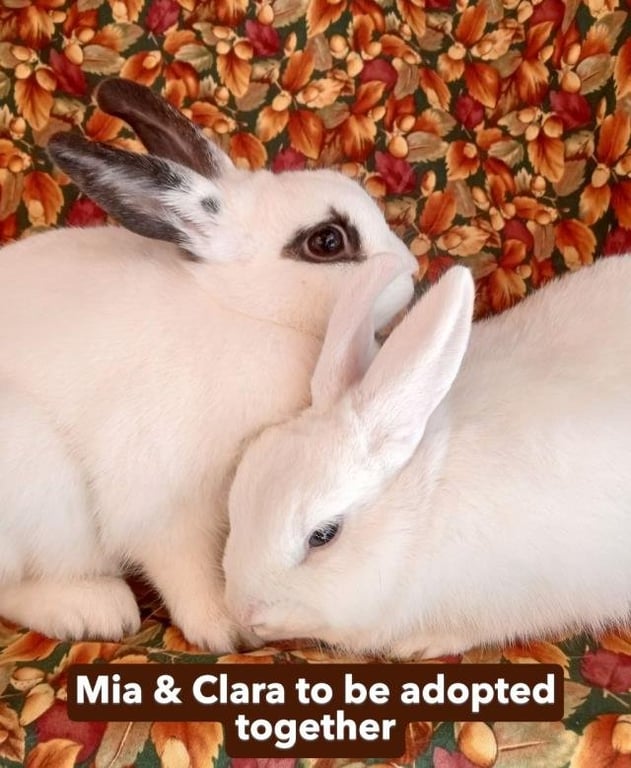 MIA Image
