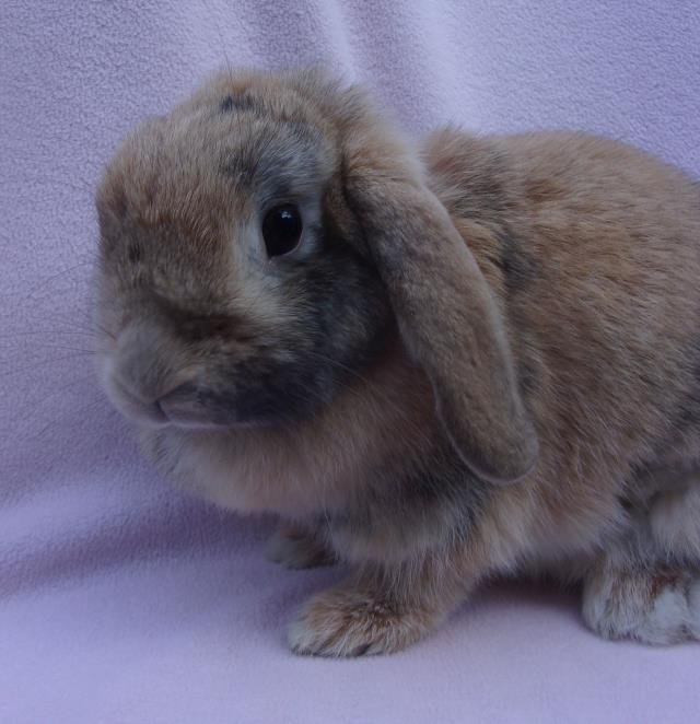 DULCE Image
