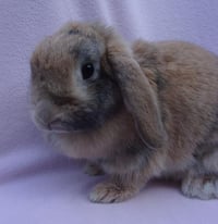 DULCE - Photo 1