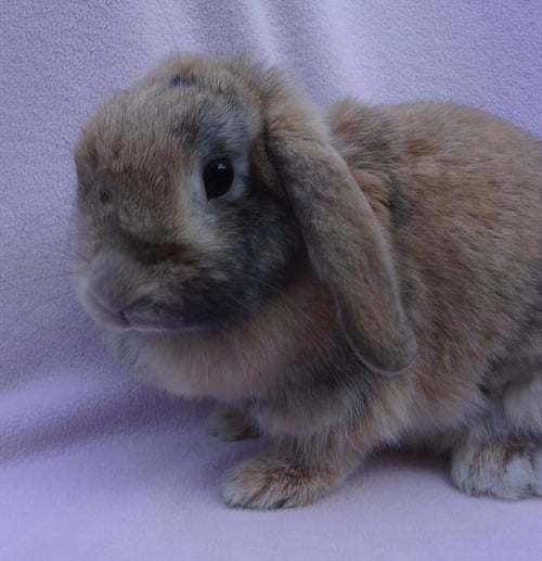 DULCE - Shorthaired Rabbit available for adoption