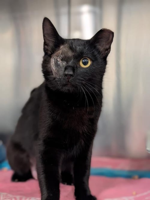 OLIVE - Domestic Short Hair available for adoption