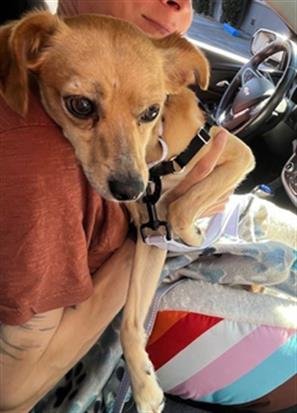 RAMBO - Chihuahua / Toy Fox Terrier available for adoption