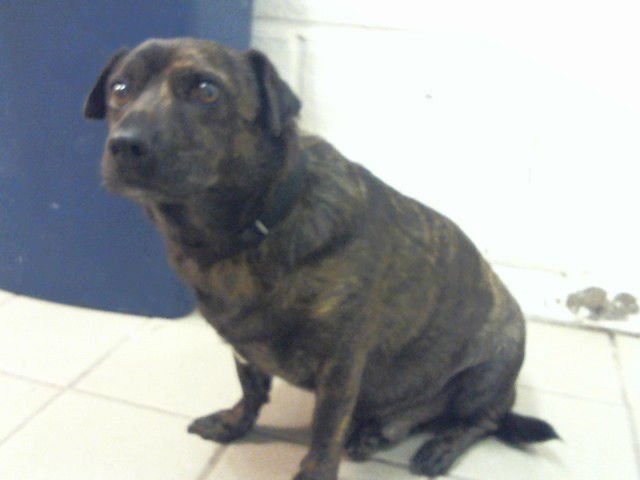 KIKO - Chihuahua available for adoption