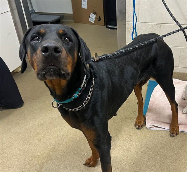 LIL - Doberman Pinscher available for adoption