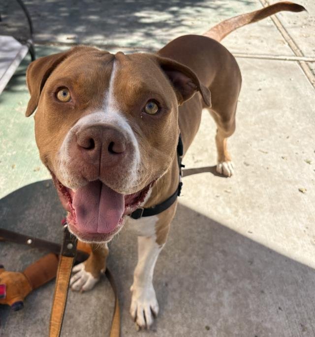 TUPAC - Pit Bull Terrier available for adoption