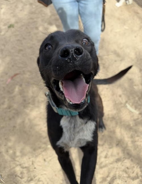 MASON - Labrador Retriever available for adoption
