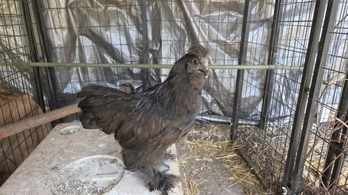 A553994 - Chicken available for adoption