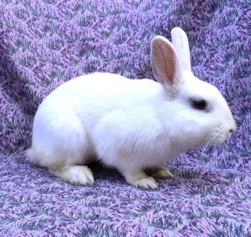 FRANKIE - New Zealand available for adoption