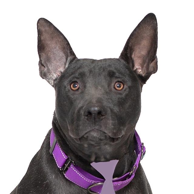 ROBERT BATTINSON - Pit Bull Terrier available for adoption