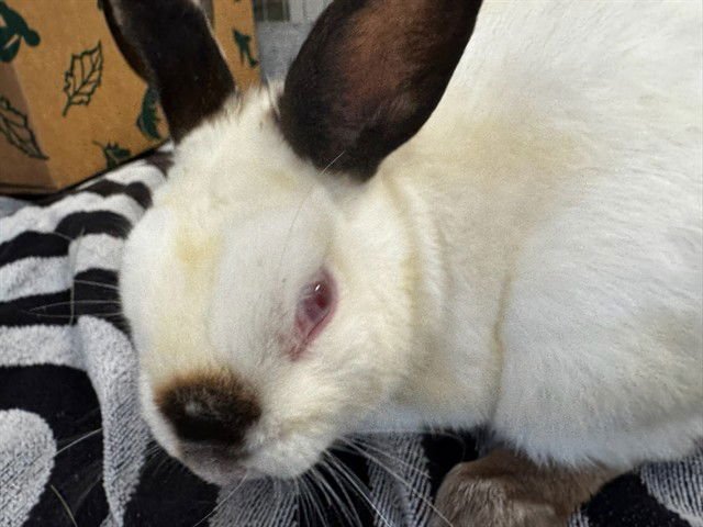 CHARLES - Shorthaired Rabbit available for adoption