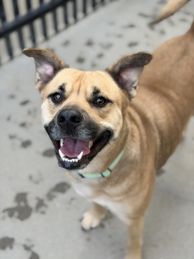 NIXIE - Pit Bull Terrier available for adoption