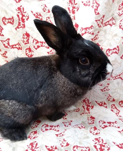 SATURN - Shorthaired Rabbit available for adoption