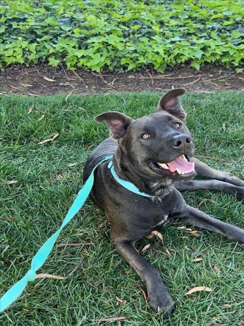 CHIQUITO - Pit Bull Terrier / Siberian Husky available for adoption