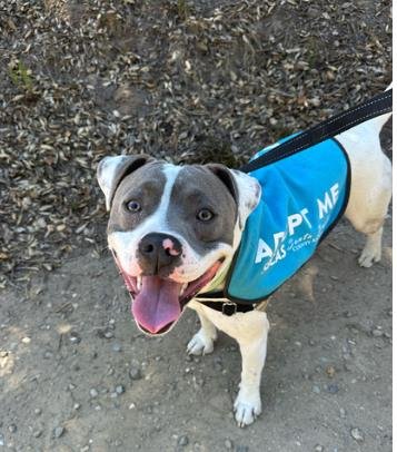 DOZER - Pit Bull Terrier available for adoption