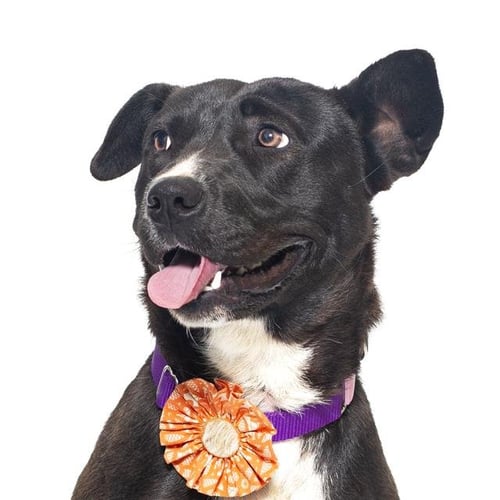 NESSA - Australian Kelpie / Labrador Retriever available for adoption