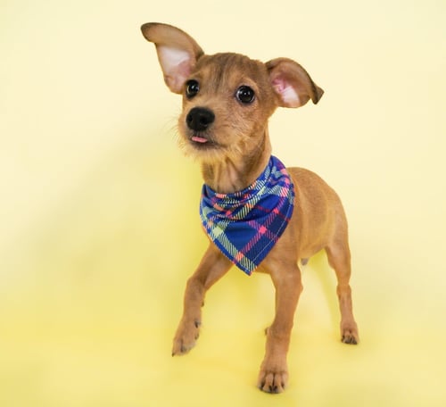 RAMEN NOODLE - Terrier / Dachshund for adoption in Peoria