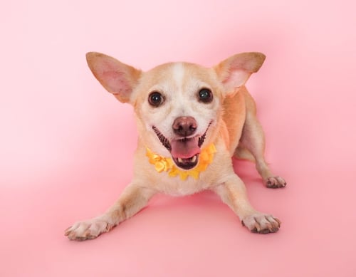 YUZU - Chihuahua for adoption in Peoria