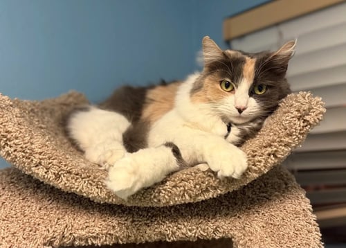 DINKERS - Calico for adoption in Phoenix