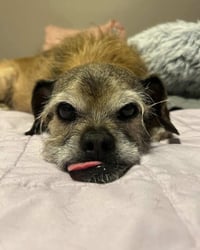 Chewy - Photo 3