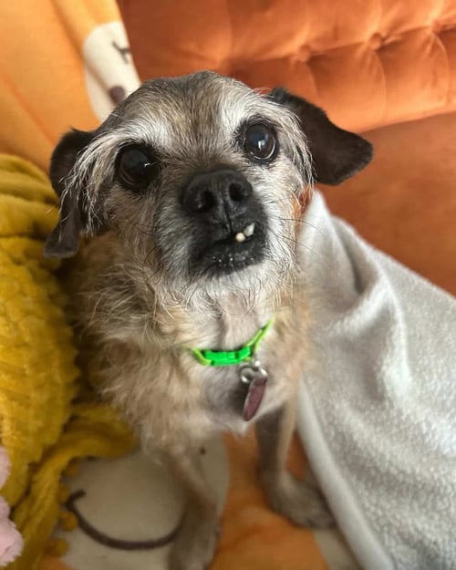 CHEWY - Terrier / Patterdale Terrier (Fell Terrier) for adoption in Glendale