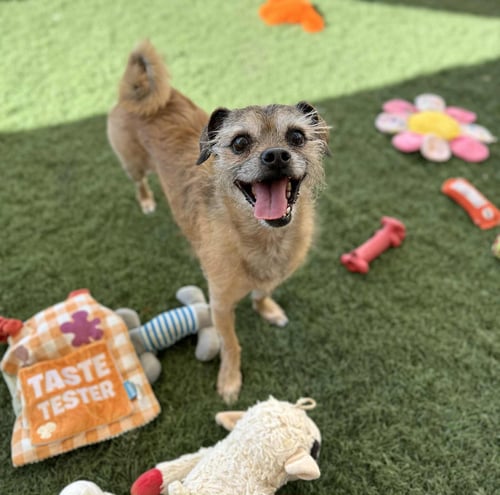 CHEWY - Terrier / Patterdale Terrier (Fell Terrier) available for adoption