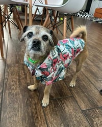 Chewy - Photo 4