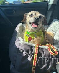 Chewy - Photo 5