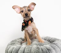 Nacho - Photo 4