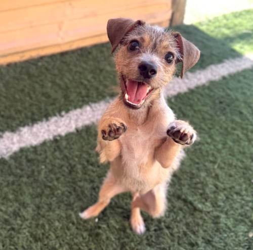 NACHO - Terrier for adoption in Glendale