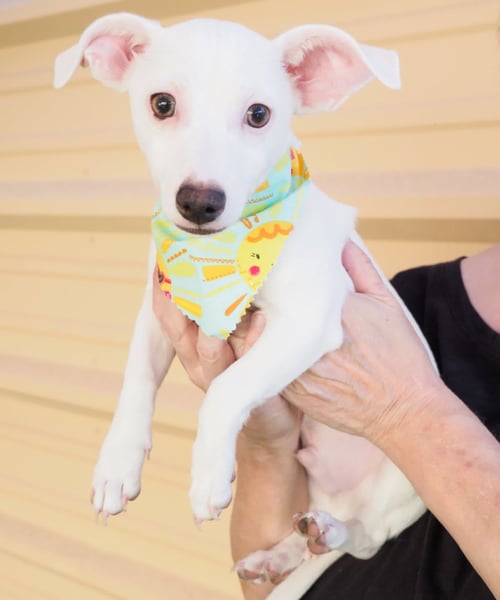 SALT - Chihuahua available for adoption