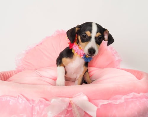 MISO - Terrier / Chihuahua available for adoption