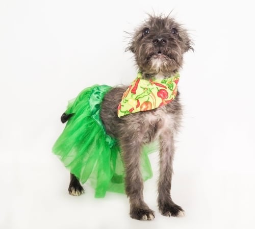 FIESTA - Terrier for adoption in Glendale