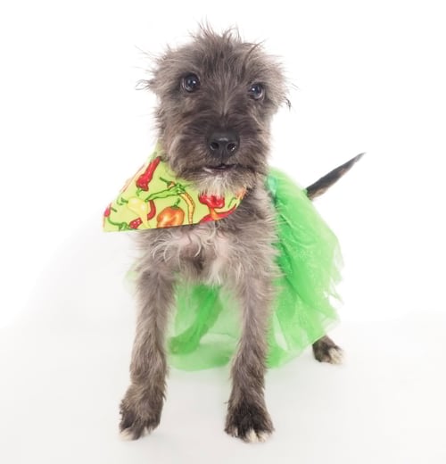 FIESTA - Terrier / Schnauzer available for adoption