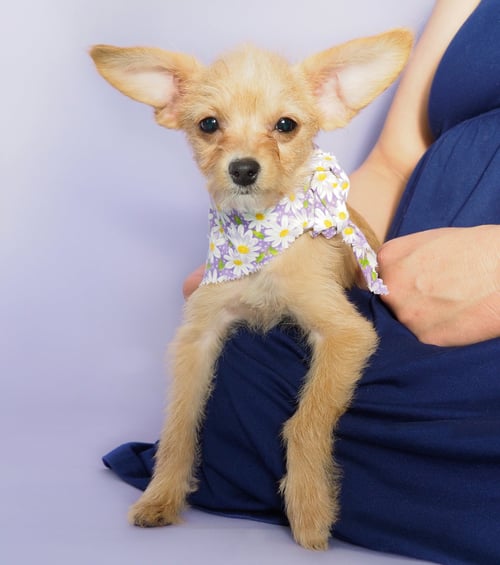 DAISY - Chihuahua / Poodle (Toy) for adoption in Peoria