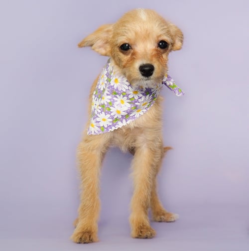DAISY - Chihuahua / Poodle (Toy) available for adoption