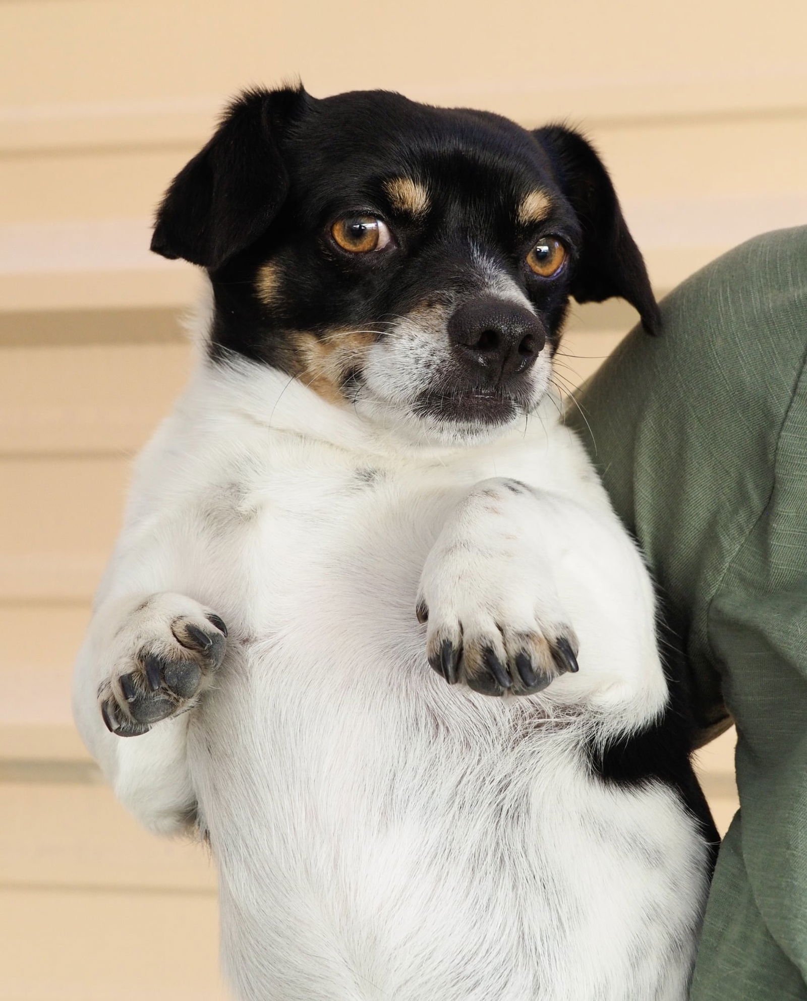 GORDO - Chihuahua / Corgi available for adoption