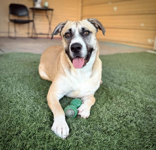 REDBURN - American Staffordshire Terrier / Husky for adoption in Glendale