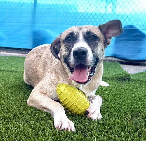 REDBURN - American Staffordshire Terrier / Husky for adoption in Peoria