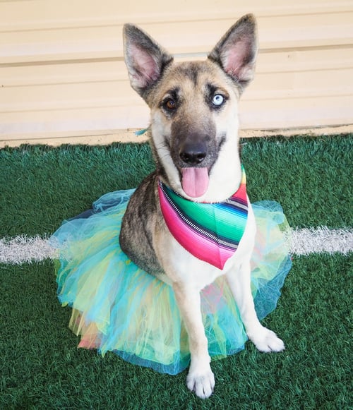 MARGARITA - Husky / Shepherd for adoption in Glendale