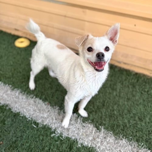 ZACH - Chihuahua for adoption in Peoria