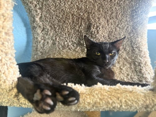 KURO - Domestic Short Hair available for adoption