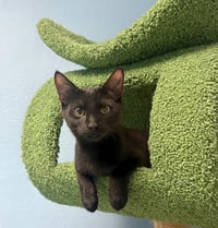 Kuro - Photo 3