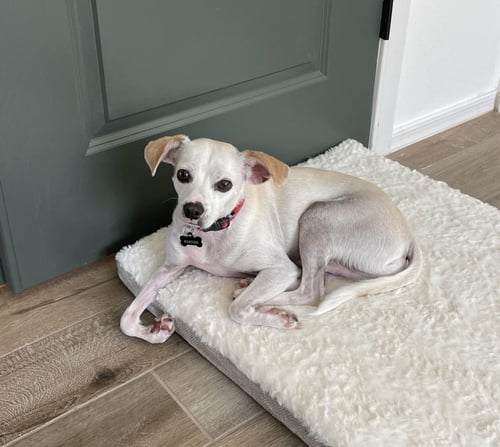 WILEY - Chihuahua / Terrier for adoption in Glendale