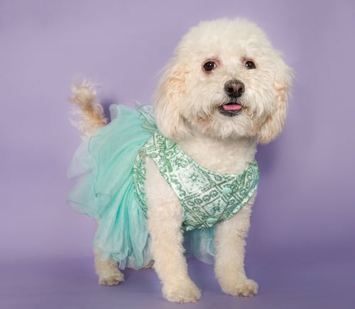 MARELICA - Poodle (Miniature) / Bichon Frise for adoption in Peoria