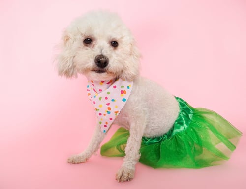 MARELICA - Poodle (Miniature) / Bichon Frise available for adoption