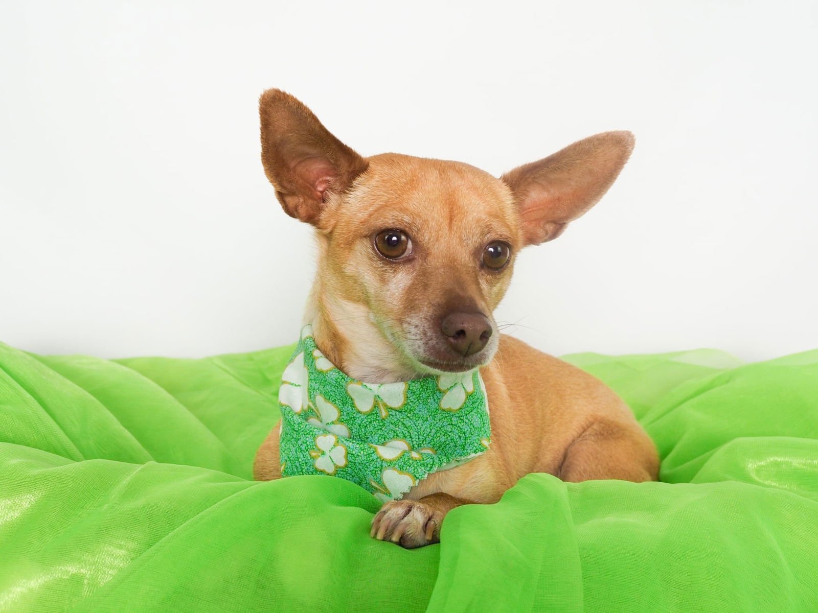 ALMA - Chihuahua for adoption in Peoria