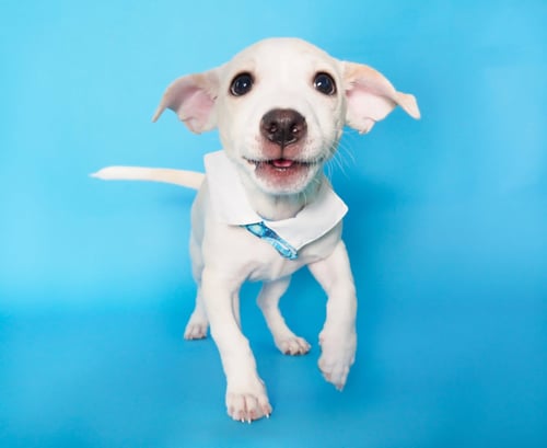 WASABI - Terrier / Chihuahua for adoption in Peoria