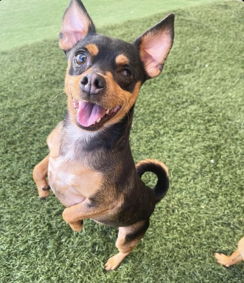 UNO - Chihuahua / Miniature Pinscher for adoption in Glendale